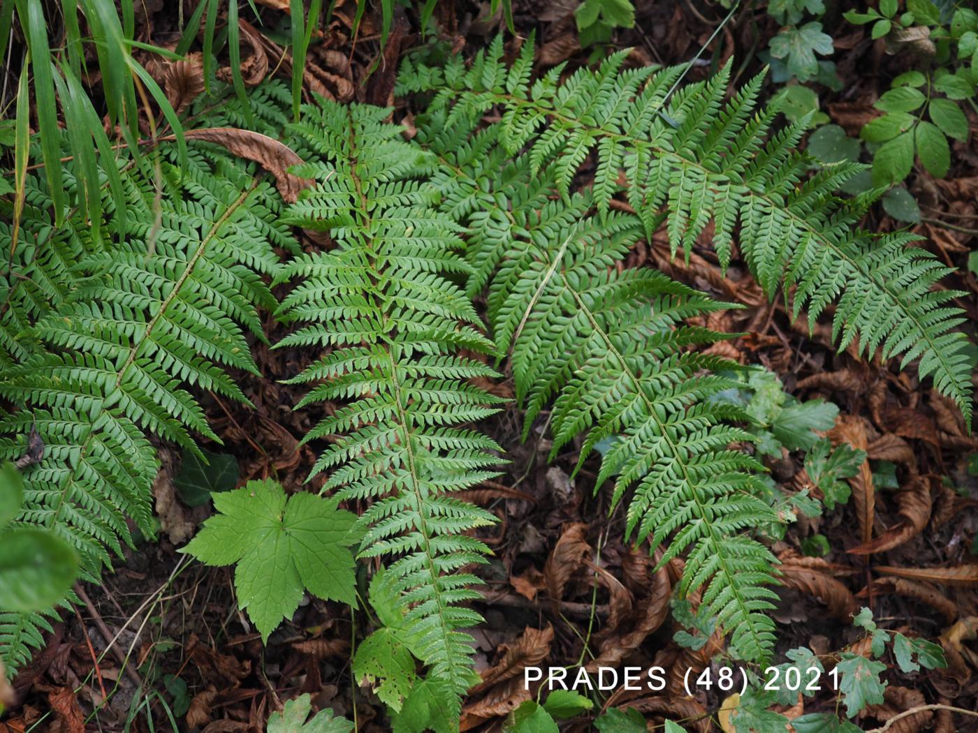 Fern, Hard Sheild plant